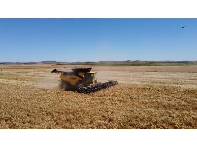 La revolución de la recolección ya está aquí: las primeras New Holland CR11 debutan en los campos de España